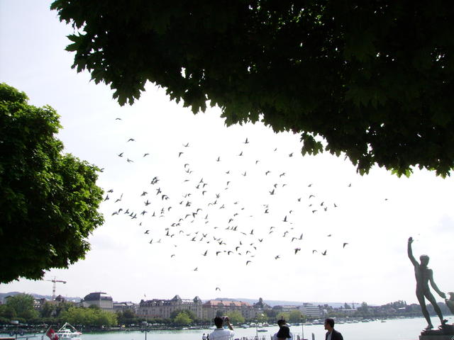 A flock of pidgeons that were circling a lot