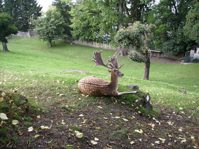 Deer sitting in paddock beside castle