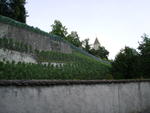 Rose garden on the side of the castle