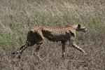 Cheetah22