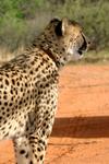 Cheetah6