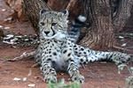 Cheetahcub