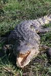 Crocodile3
