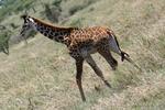 Giraffe13