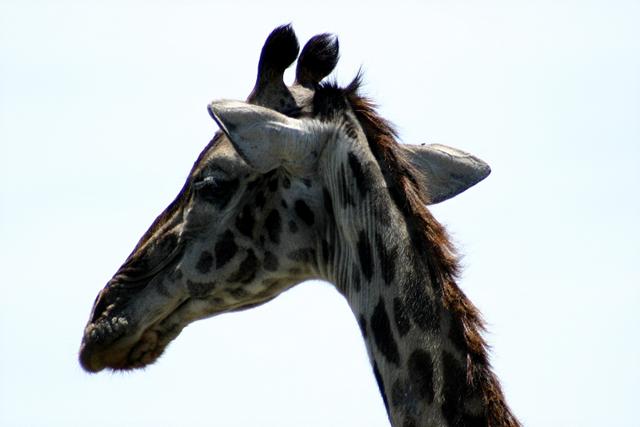 Giraffe9
