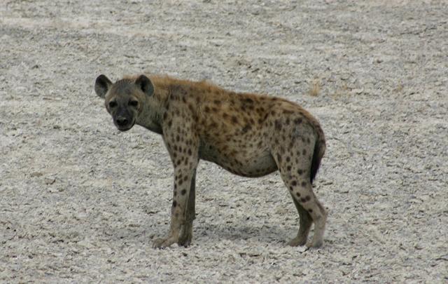 Hyena5