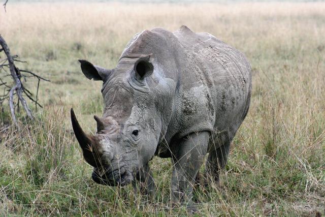 Rhino5