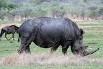 Rhinowalk1