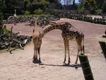 giraffe_sniffing_another_giraffe_s_bottom