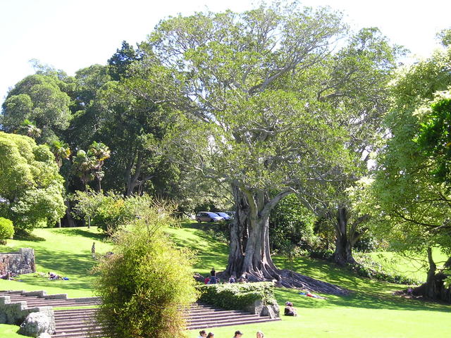 Pretty_trees_in_Cornwall_Park